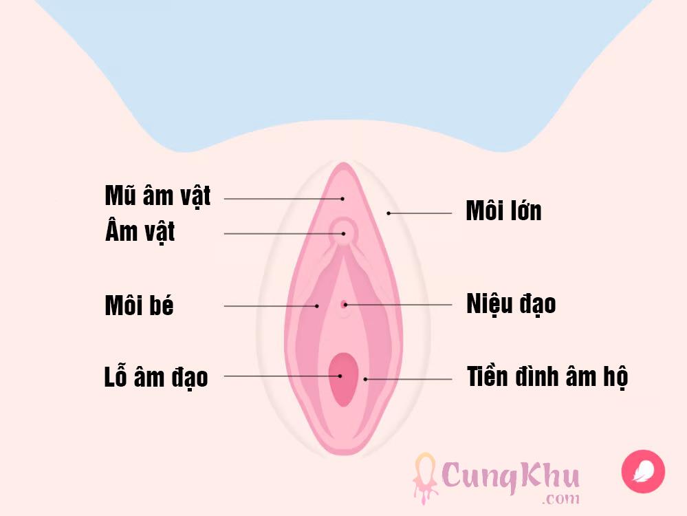 Cấu tạo cơ bản của "Bướm" con gái